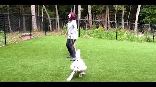 Dog Training, Frodo, Poodle, Board and Train, Day 1: Evaluation, Bonding, Follow | Blairsville, GA