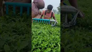 kisankraft tea plucking machine | tea cutting machine #machine #agriculture #farming #reels