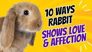10 Ways Your Rabbit Shows Love and Affection