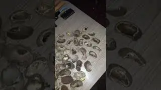 ceva top top de paca e Cotia 10 dias de trato novo