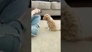 scout Obedience Trained Mini/Petite Goldendoodle Puppies 6 weeks old