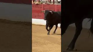 &iexcl;Va toro! 🔥 #toros #salida #bull #viral #tiktok #popular