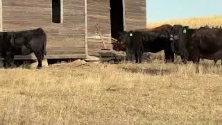 450 Angus, Black Baldy - Cows For Sale
