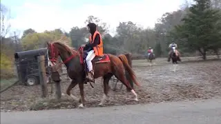Big Money Stables Singlefooting Horses in Macedonia