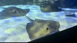 Torontonun akvariumı