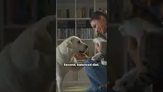 🐾💚Healthy Habits: Incorporating Wellness Routines for Your Pet! #shorts #pet