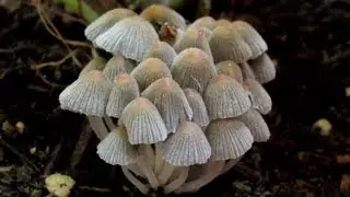 Fairy Inkcap, Coprinellus disseminatus, Сан-Маркос, Калифорния.