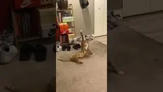 This Cat's WWE Skills Will SHOCK You! 🤯😂 (Funny Pet Videos)