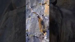 Markhor: Horns of the High Peaks