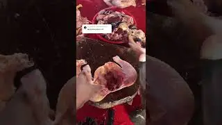 Potong ayam KFC ,skill potong daging ayam #cuttingskills #ayam #ayamsegar #short #shorts #chicken
