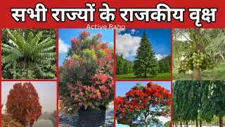 सभी राज्यों के राजकीय वृक्ष_28 rajyo ke rajkiya Vriksh_State tree of all states of india_2025_