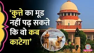 &lsquo;कब तक परेशानी झेलेंगे&hellip;&rsquo; Stray Dogs पर सुनवाई के दौरान Supreme Court ने क्या कहा?