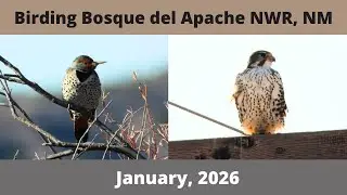 Наблюдение за птицами в национальном заповеднике Bosque del Apache в Нью-Мексико. Виртуальное наб...