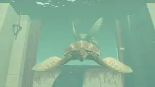 Archelon Release &ndash; Majestic Massive Turtle🐢