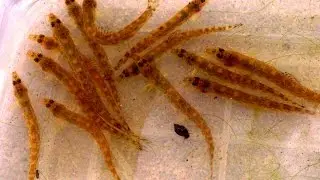 Breeding spined loach ᴴᴰ