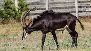 Interesting facts about Antelope Sable by weird square