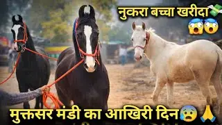 😱 Muktsar Mandi में बड़ा सीन! UP के दोनों Stallion गाड़ी में रवाना 🚛 Nikalte Hai Ghar दोस्तो 🙏