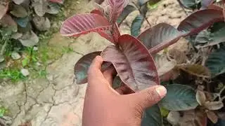 Nursery Ki Qnique Plant 