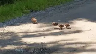 Amazing Rare Video Footage of American Woodcock Dance and Freeze Kejimkujik Park Snipe
