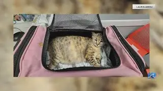 Hope for Life Rescue seeks donations for cat&rsquo;s care
