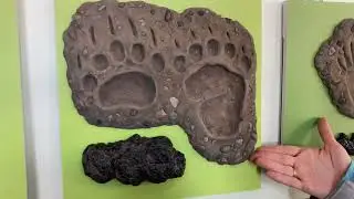 How To Identify Wild Animals In Michigan (Tracks & Scat)