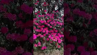 Barsey Rhododendron Sanctuary West Sikkim😍 #westsikkim #rhododendron #springtime #sikkim