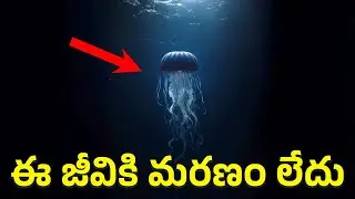 How Jellyfish Cheat Death ? | How It Lives Forever