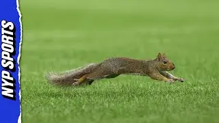 Squirrel finds way onto field during Yankees-Red Sox