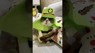 Cosplay cat wearing anime clothes