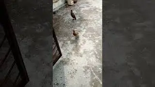 How to train grey francolin|Dakhni Irani teetar #greyfrancolin #youtubeshorts