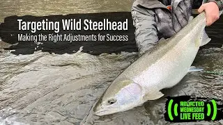 Targeting Wild Steelhead, Making the right adjustments for success.