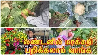 London Vegetable farm ￼vlog in tamil | london tamil vlogs | vegetable picking