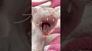Leela Gets A Dental Cleaning 🦷 #shorts #cats #pets #hairlesscat #dental