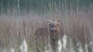 Moose in Lille Vildmose
