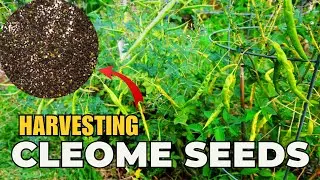 🌸 Harvesting Cleome Seeds: Save Your Own Spider Flower Seeds! 🌿