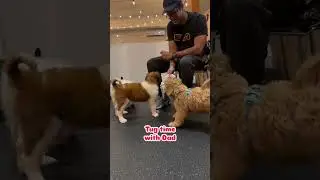 Puppy Socials - Key for Well-adjusted Pups!