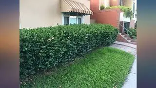TABOR TOOLS B620A Hedge Shears with Wavy Blade for Trimming Borders, Boxwood, and review