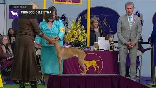 Cirnechi dell'Etna | Breed Judging 2019