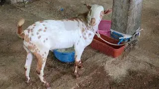 pure quality barbara bakra in ziaguda goat market near Patel hotel | agrabreed