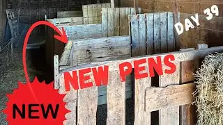 Building Calf Pens For Winter in the Barn