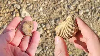 [Fouille Fossile] - C'est rempli d'ammonite en Champage-Ardenne mais pas que