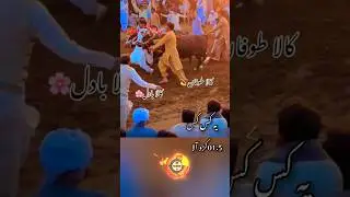Karah News 2025 #jalsakarah #karhanews #youtubeshorts #shorts #gujarkhan #pothwar