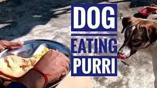 Dog waits Patiently for food 😂😂😂😂 ( Namkeen Purri)