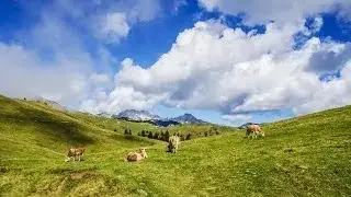 videos sound effect pictures mooing cows video effects picture ambient realistic animal sounds cow