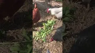 Lovage for the chickens. They&rsquo;re not crazy about it. #chickens #lovage