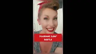 The Curious Fox with Erin Fox E1: Dogbane Leaf Beetle