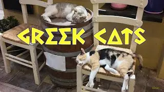 Greek Cats