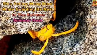 &ldquo;Polistes hebraeus&rdquo;, A Common Indian Yellow Paper Wasp Died While Guarding Its Nest In Extreme Heat.