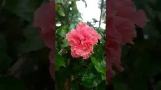 Multi layer Hibiscus flower plant | Hibiscus flower | #ytshorts #mygarden #homegarden #shorts