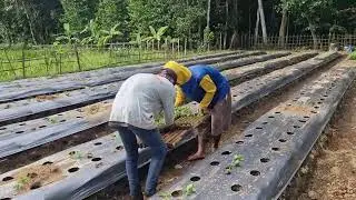 SMART TRICKS FOR ARRANGEMENT OF CHILI SEEDLINGS BEFORE PLANTING IN A SIMPLE WAY -Agriculture Farming